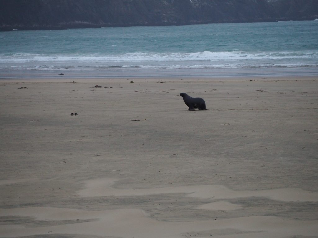 Ein Seelöwe auf der Südinsel.