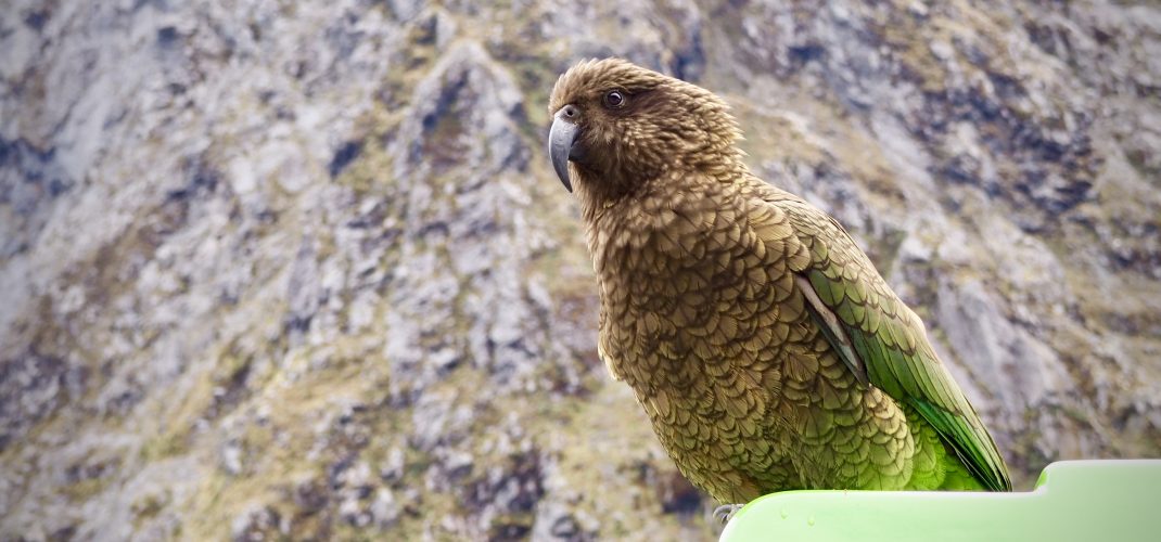 Der Kea, ein neuseeländischer Papagei