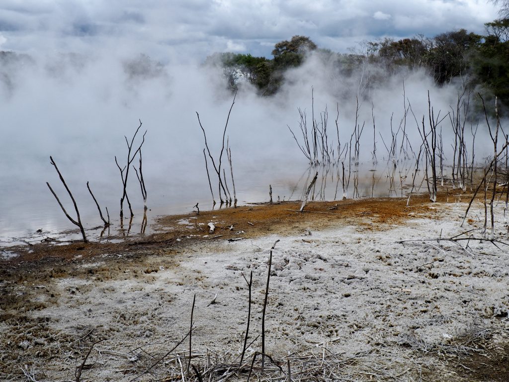 Von einem See in Rotorua steigt Dampf auf.
